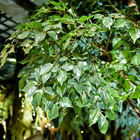 Large Ficus Foliage Artificial Landscape Trees With Lush Green Leaves No Sunlight