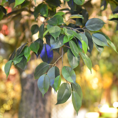 Anti UV Artificial Banyan Tree Large Outdoor Foliage Plant UV Resistant Or Fire Retardent Leaves