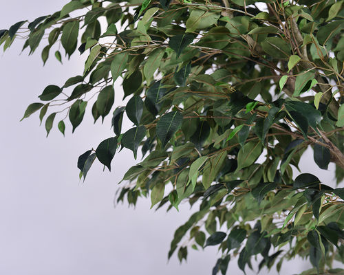 Indoor/Outdoor Faux Silk Plant 2.8m 9.3ft Ficus Artificial Tree​ For Home, Office, Living Room, And Garden Decor