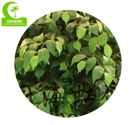 Real Touch 170cm High Artificial Ficus Tree , Silk Artificial Tree For Office