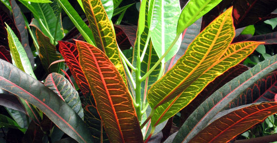 Customized 180cm fake Natural Foliage Variegated Croton Plant